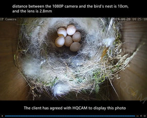 Green WiFi Bird Box Camera - 5MP HD Nest Monitoring With Live Streaming - stepyours.com
