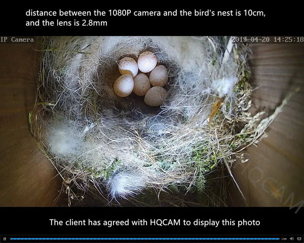 Green WiFi Bird Box Camera - 5MP HD Nest Monitoring With Live Streaming - stepyours.com