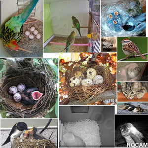Green WiFi Bird Box Camera 5MP HD Nest Monitor With Night Vision - stepyours.com